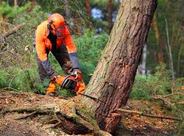 Best Tree and Shrub Care  in Desloge, MO